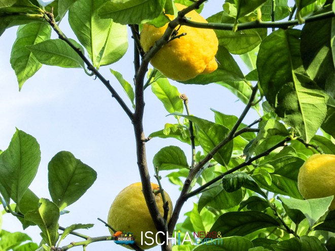 Limoni_Ischia-2